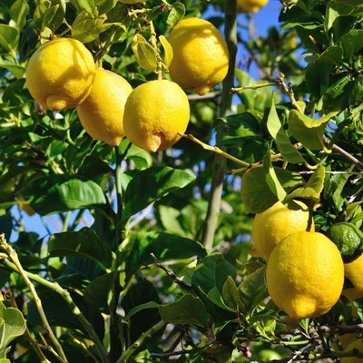 Eureka  Lemon Seedss - 100 pcs | Citrus limon | for Planting