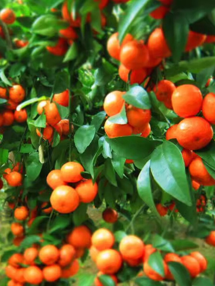 Korallenstrauch Solanum Pseudocapsicum – Topfpflanze Mit Orangen-roten Beeren, Pflegeleicht, Für Drinnen & Draußen