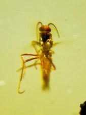 Fossil amber Insect burmite Burmese Cretaceous Mosquito Insect Myanmar