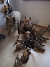 Przygotowane zwierzęta lis jelenia ptak różne 