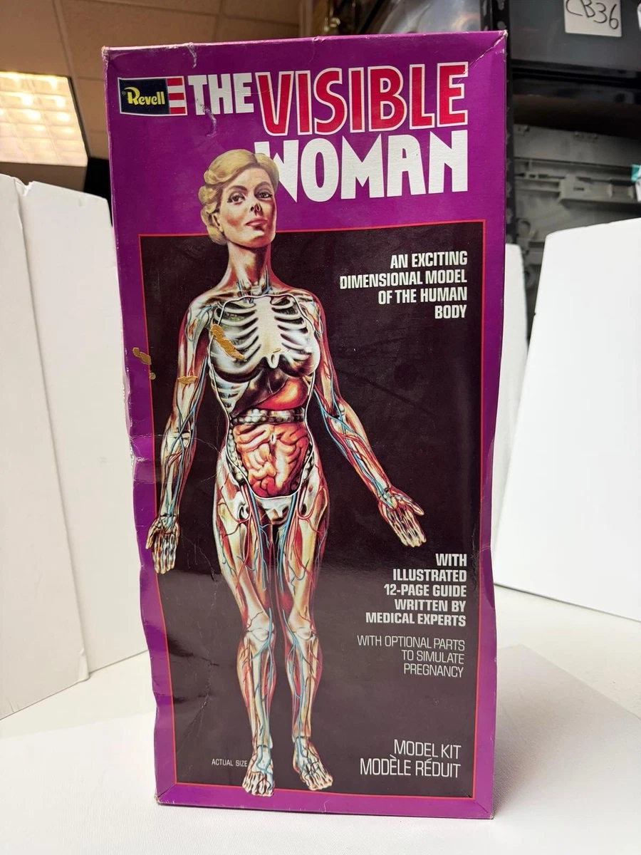 Visible Woman Indiana OTHER Models & Kits for sale | eBay