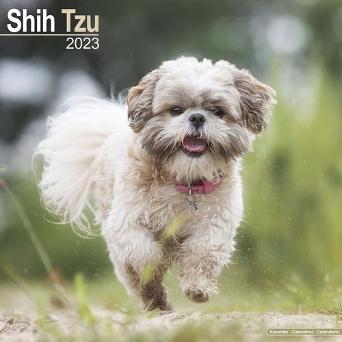 shih-tzu-calendar-2023-dog-breed-wall-calendar-15-off-multi-orders-ebay