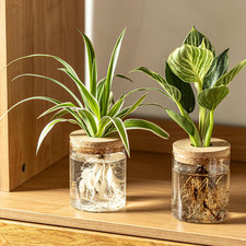 Glass Plant Propagation Station Set Water Planting Glass Vase for Herb Cuttings