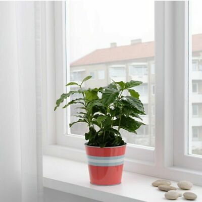 mint monstera Monstera deliciosa Mint Variegata - Monstera Mint - Rare Plant