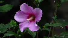 50+Purple Rose Of Sharon(Hibiscus syriacus/Aphrodite Althea/hardy hibiscus)Seeds