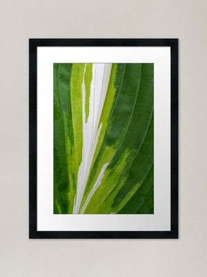Hosta Eruption Framed Art Print Framed Wall Art Poster Canvas Print Picture