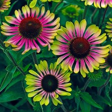 6   Echinacea Green Twister  Cone Flower Hardy