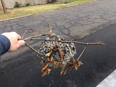 Bald Hornet Nest Bee Home Wasp House Bees Hive For Science Taxidermy Man Face