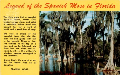 Florida, Gorez Goz, Spanish Moss, Indian maid, river, tree, cypress Postcard
