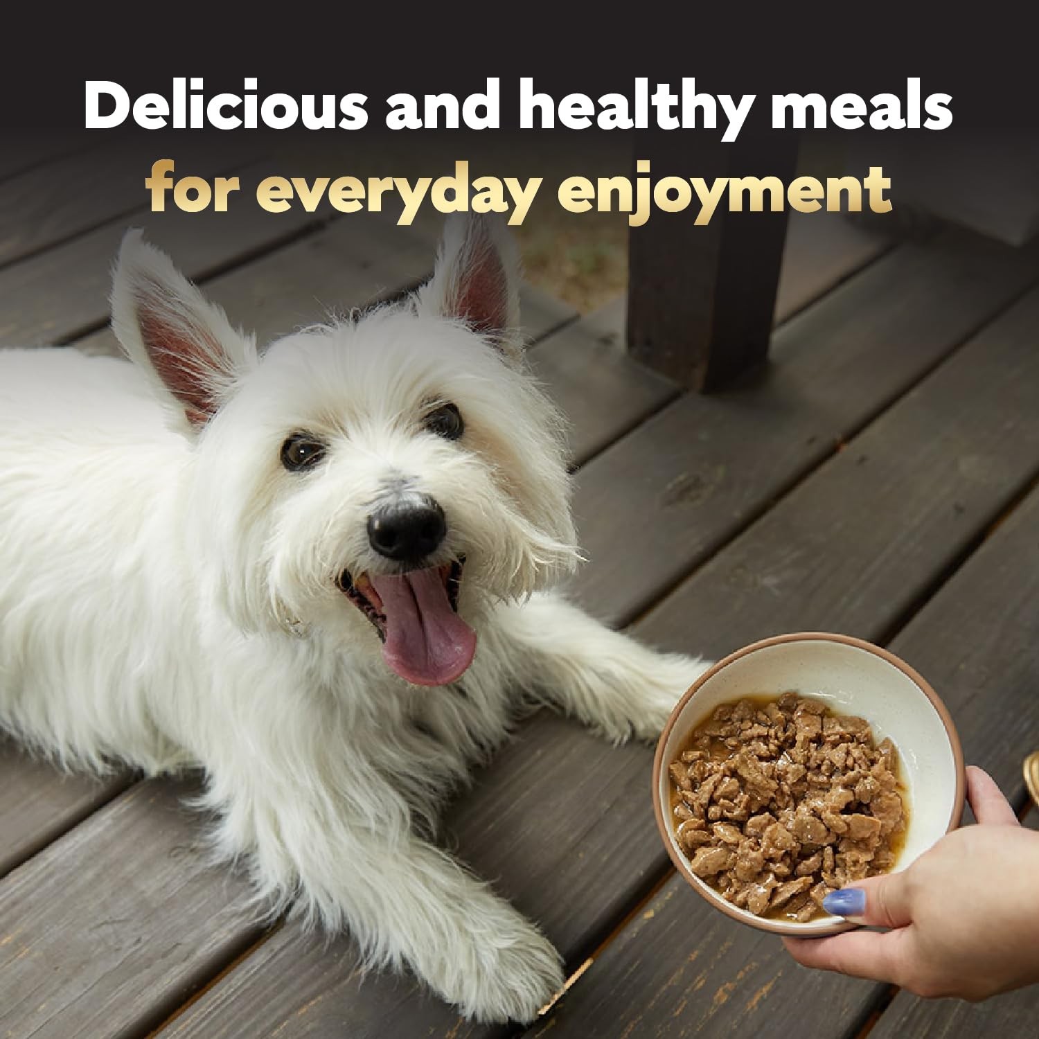 Filets in Gravy Adult Wet Dog Food Variety Pack, Filet Mignon and New York St...