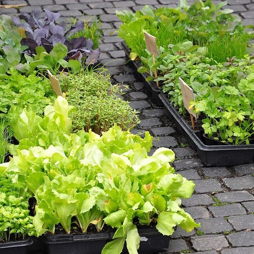 10 Pcs Garden Black Plastic Rectangle Plant Seedling Propagation Seeding Tray AU - Picture 8 of 15