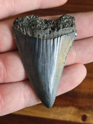 #ad MASSIVE BLADE HUGE PREHISTORIC GREAT WHITE SHARK TOOTH FOSSIL NOT MEGALODON $1250.00