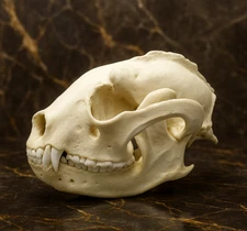Red Panda Skull Replica - Museum-Quality Ailurus Fulgens Lesser Panda