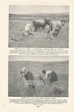 HELLAS OXON GREEK COWS CORN GREECE CULTIVATION  c 1920 BOOK ILLUSTRATION PRINT