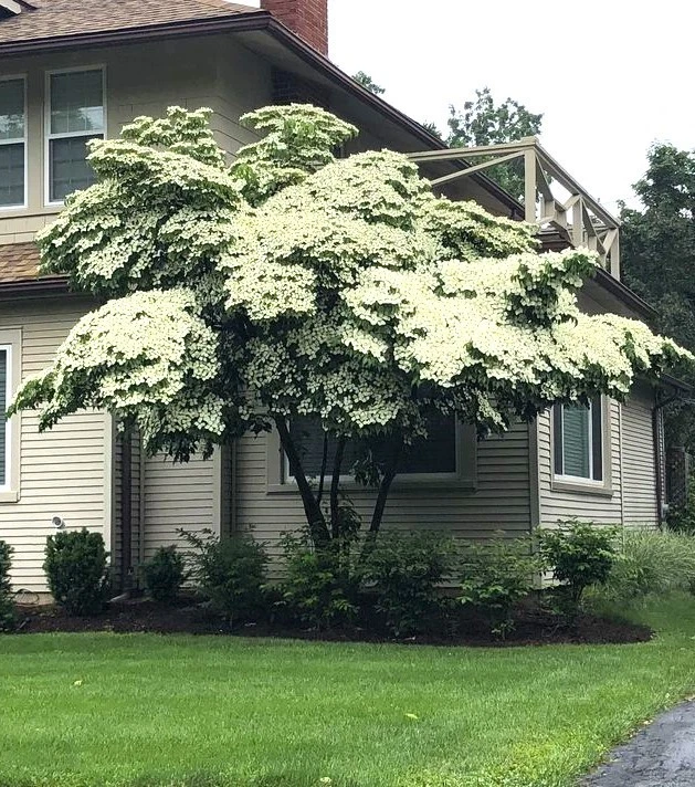 Цветущее белое кизиловое дерево (Cornus kousa) высотой 2-3 фута с голыми корнями - Изображение 2 из 4