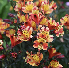 Alstroemeria Indian Summer Jumbo Plug plant perennial plant