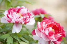 10pc PEONY SEEDS Garden Plant Flower blossom exotic USA seller FREE shipping