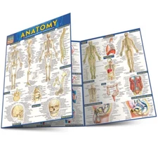 Brand New: Full Size Anatomy Tri-fold Laminated Study Guide Quick Study Aide 