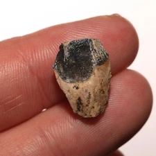 Triceratops Tooth Dinosaur Fossil - from Hell Creek Formation Cretaceous NICE