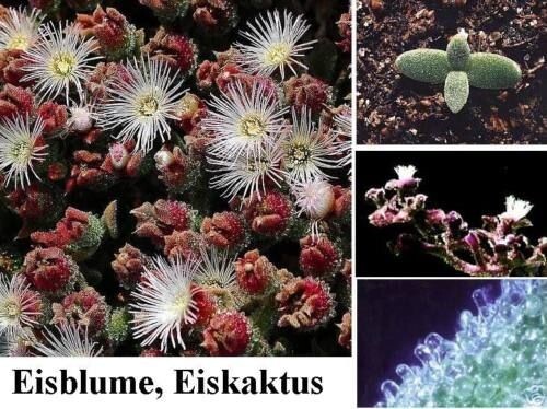 Eisblume frosthartes Wintergemüse mit schöner Blattfärbung