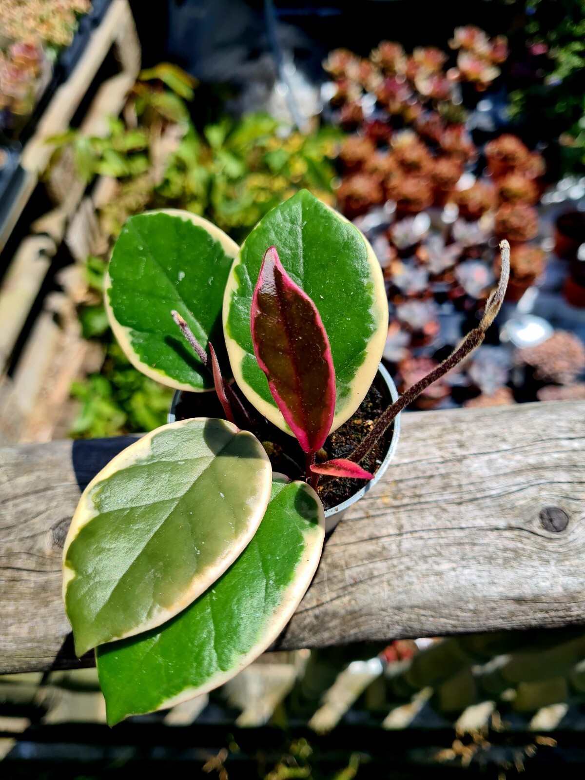Hoya Carnosa cv. Krimson Queen Waxflower vid suculenta en maceta