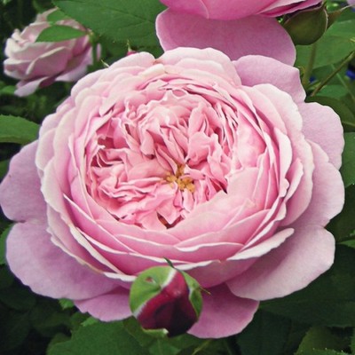 Cathedral Bells French Rose 2yrs old Hybrid Tea Bareroot Strong Anise Fragrance!