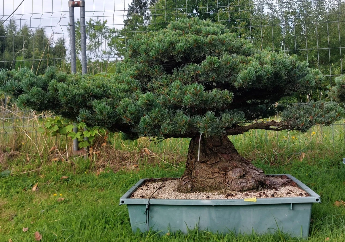 Niwaki in Bonsai-Bume online kaufen | eBay.de
