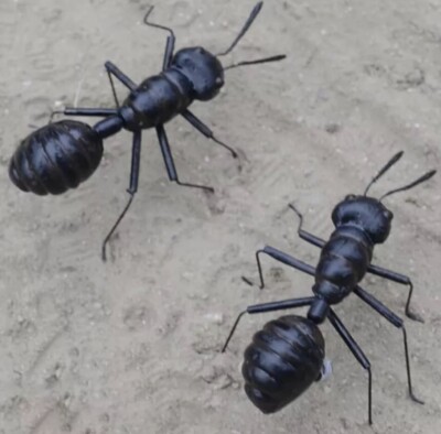 Camponotus Sansabeanus 9-15w Ant Art Figurines Desk Display Orange Striped Queen