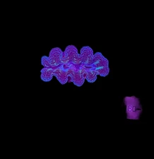 WYSIWYG Blue Tridacna Crocea Clam Live Saltwater Reef Coral