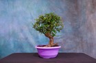 Chinese Elm Pre-Bonsai Tree! Cold Hardy! Curved Trunk!