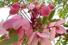 Cassia nodosa PINK SHOWER TREE pink flowers SEEDS!