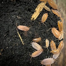 Porcellionides pruinosus Powder Orange Isopods x12   Live Bioactive Cleanup Crew