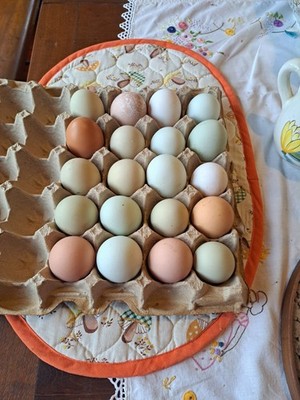 18 Hatch Eggs Frizzle Rainbow Mix  Lots Of Color Free Range Hardy Std Size Birds