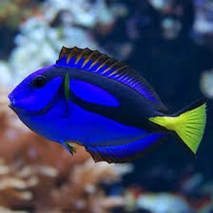 Blue Tang Fish | eBay