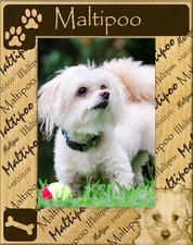 Maltipoo Laser Engraved Wood Picture Frame Portrait (5 x 7)