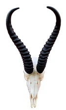 Springbok Skull - Real African Springbok Skull Approx Size: 14HX10.5WX8D"