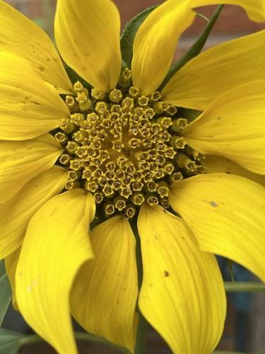 3-4 Giant Sunflower plants, Ready To Plant! - Picture 9 of 12