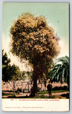 Glazenwood Roses, Santa Cruz, California, Vintage Postcard Glazenwood Roses, Santa Cruz, California, Vintage Postcard