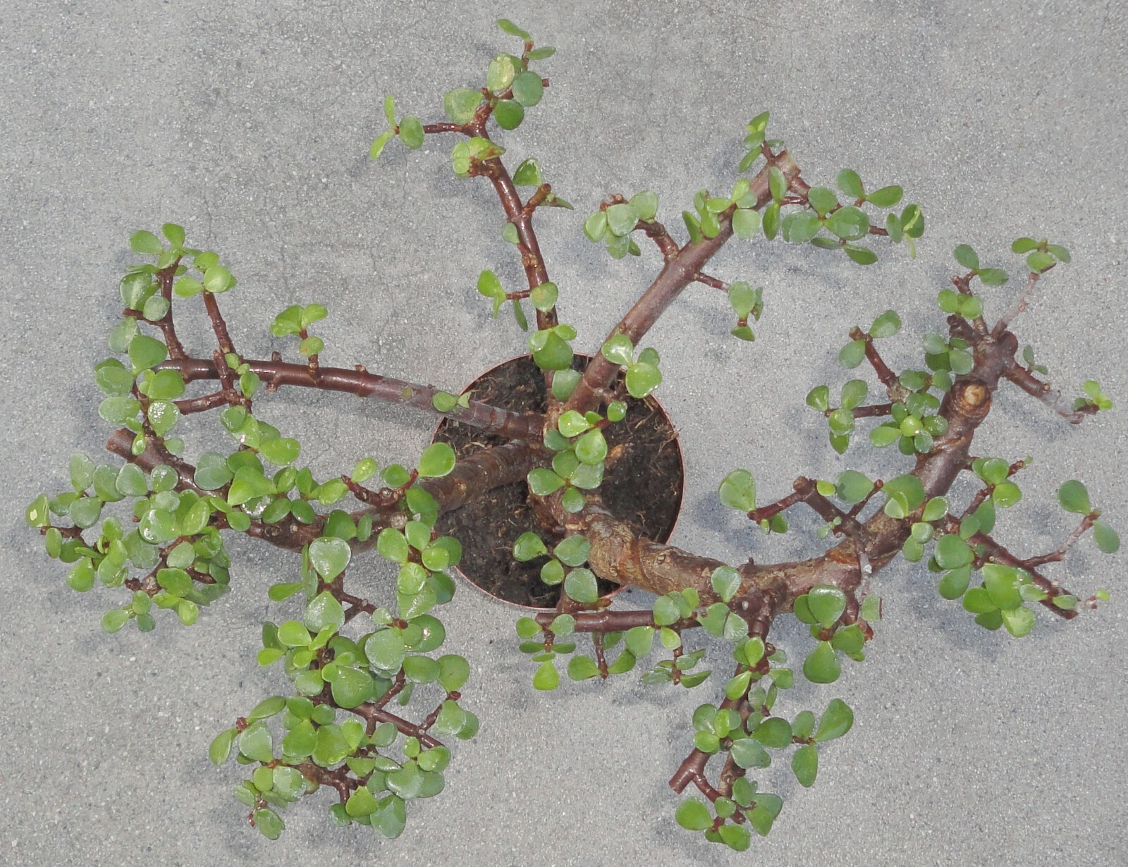Cork Bark Jade Pre Bonsai Dwarf Shohin Fat Trunk Portulacaria Afra