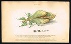 Walking Leaf Insect, P.siccifolium, Hand-Colored Antique Entomology Print - 1840