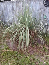 5 Live Lemongrass Stalks Plugs Cymbopogon Sereh Plant Healthy Herb Lemon Grass