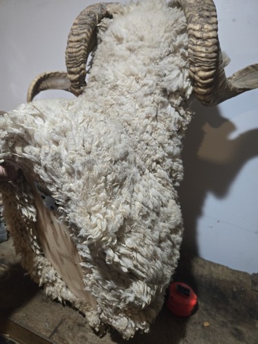 Vintage Ram Sheep Shoulder Mount Taxidermy Log Cabin Bar Decor  - Imagen 12 de 20