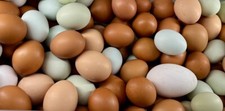 Cage free, organic, farm fresh, 24 chicken eggs for 12, NOT FERTILE