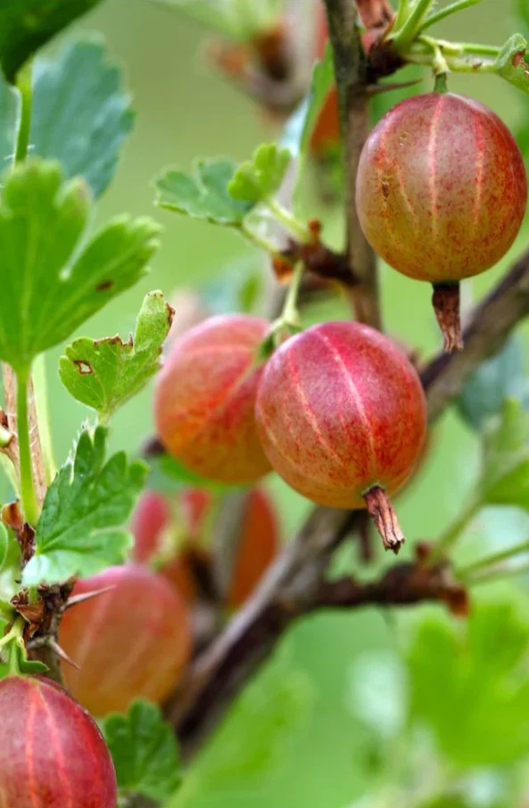 Arbusto de grosella espinosa Jahns Prairie - Planta viva en maceta de 2,5" - Resistente al frío y productivo Foto 3 de 4
