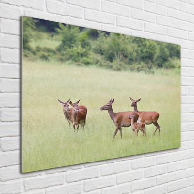 Glas-Bild Wandbilder Druck auf Glas 100x70 Deko Tiere Reh Kitz