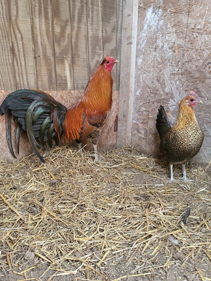 8 Pure Redquill And Pure Mug Gamefowl Eggs eBay