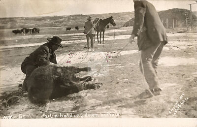 Scotty Philip holding down buffalo South Dakota SD 1909 RPPC Photo Postcard Copy