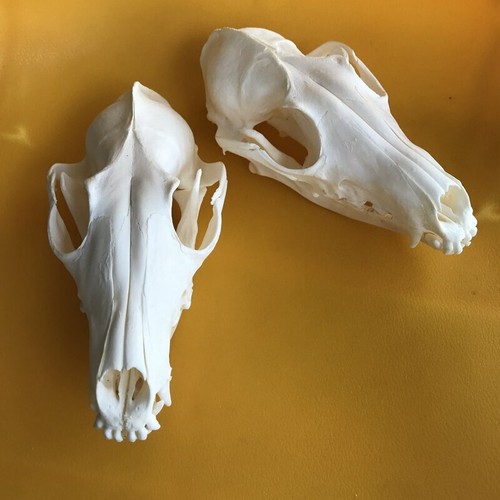 2 Pcs Red Fox Skull Taxidermy Real Bone Skeleton Christmas Decoration Gift Ebay