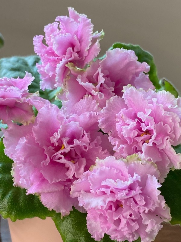 African Violet AV-Ecstasy sport, a freshly cut leaf.