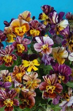 6x plug plants VIOLA BRUSHSTROKES SWEET FRAGRANT PAINTED 'FACES' SPRING DISPLAY